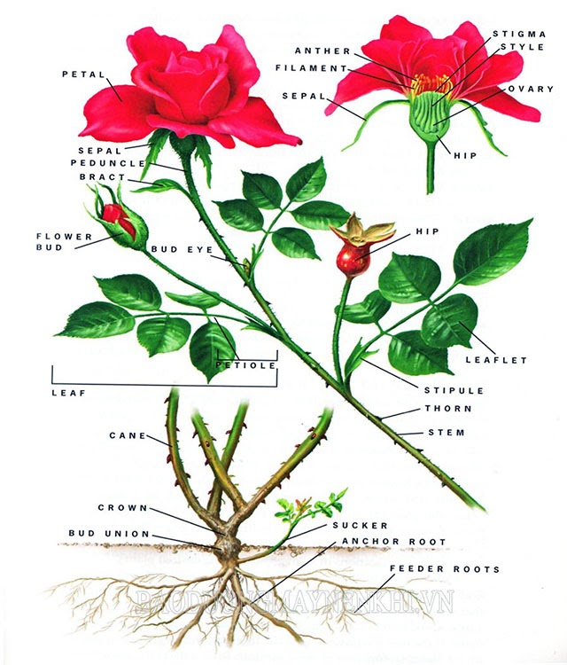 Đặc điểm của cây hoa hồng