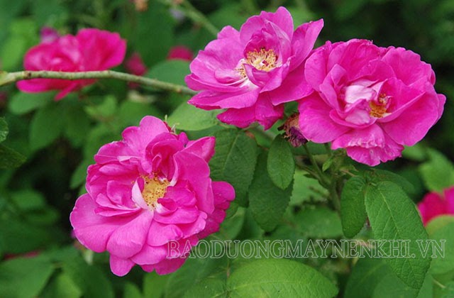 Rosa gallica - Hoa hồng Pháp là giống hoa lâu đời nhất